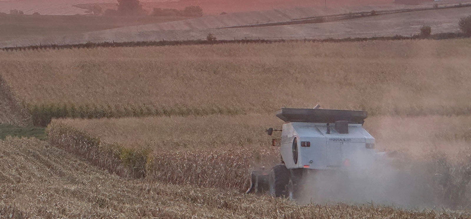 Combine in corn field harvesting