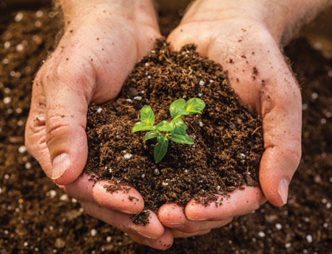 Hands holding soil and sprouting plant.