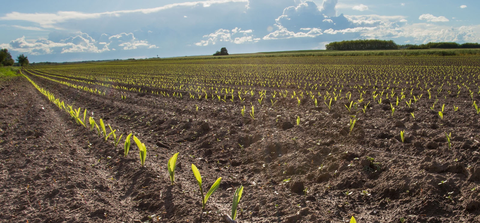 corn seedlings in spring