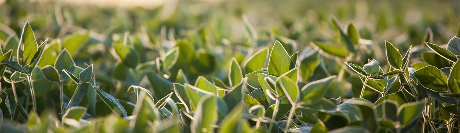 Close up of crops.