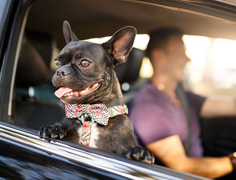 Man and pup in a car.