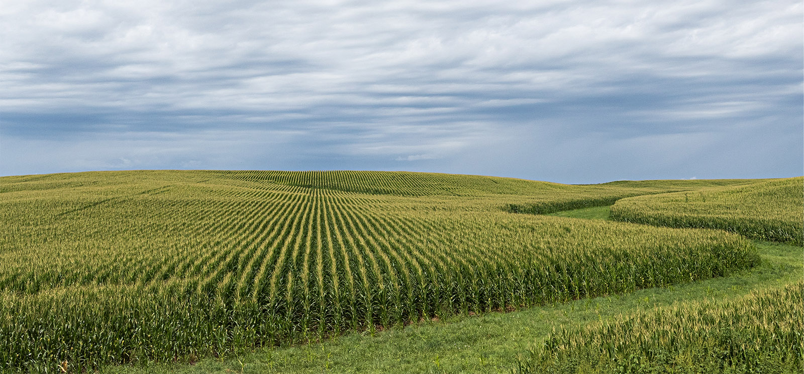 A green field of corn on a summer day