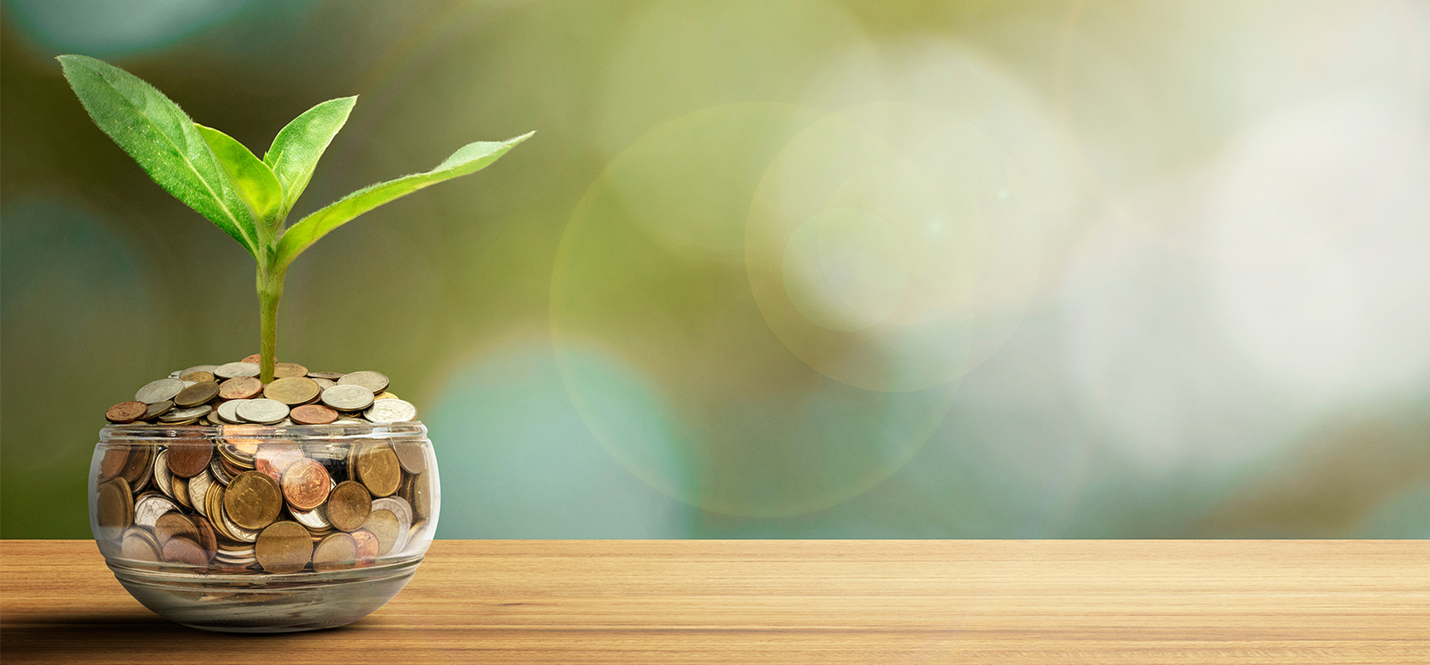 Business background.Tree Plant growing out of coins.